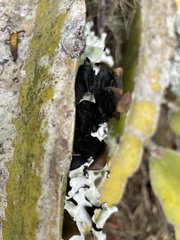 Selenicereus undatus