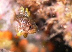 Vincentia conspersa