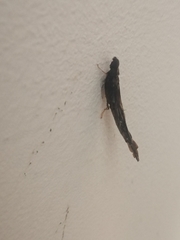 Lymexylidae