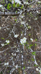 Prunus angustifolia