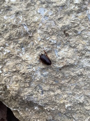 Parcoblatta pennsylvanica