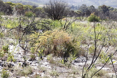 Asparagus rubicundus