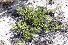 Carpobrotus edulis edulis
