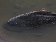 Hypostomus commersoni