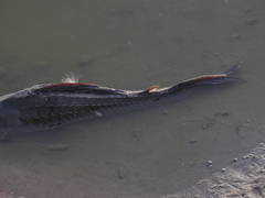 Hypostomus commersoni