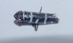 Balacha melanocephala