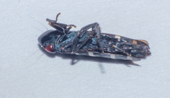 Balacha melanocephala