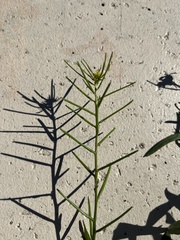 Sisymbrium erysimoides