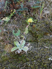 Craspedia uniflora maritima