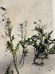 Sisymbrium erysimoides