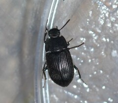 Blapstinus