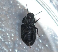 Blapstinus