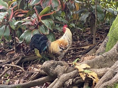 Gallus gallus