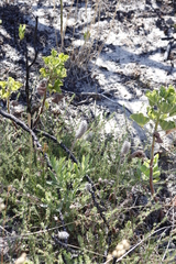 Trifolium angustifolium