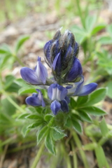 Lupinus micranthus