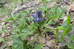 Lupinus micranthus