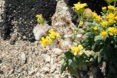 Senecio leucanthemifolius image