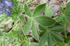Lupinus micranthus