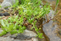 Montia fontana