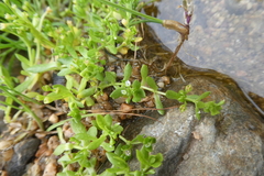 Montia fontana