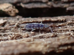 Isotominae