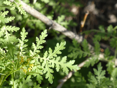 Hydrophylloideae