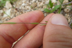 Linum trigynum