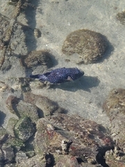 Arothron meleagris