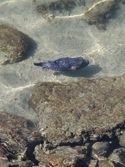 Arothron meleagris