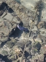 Arothron meleagris