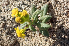 Senecio leucanthemifolius image