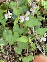 Viola ocellata