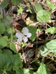 Viola ocellata