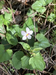 Viola ocellata