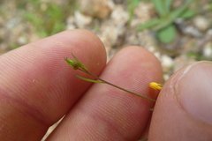 Linum trigynum