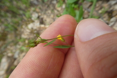 Linum trigynum