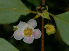 Uromyrtus