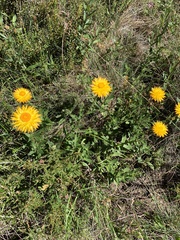 Xerochrysum subundulatum
