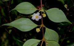 Uromyrtus
