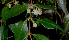 Uromyrtus