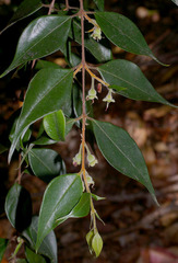 Uromyrtus