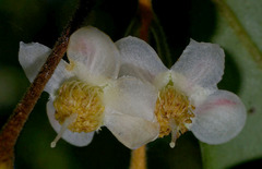 Uromyrtus