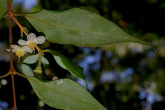 Uromyrtus