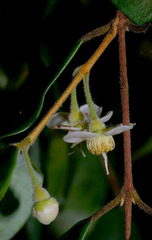 Uromyrtus