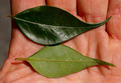 Uromyrtus