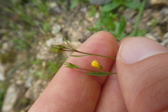 Linum trigynum