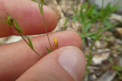 Linum trigynum