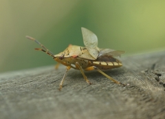 Brontocoris nigrolimbatus