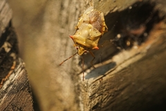 Brontocoris nigrolimbatus