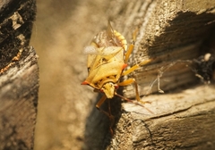 Brontocoris nigrolimbatus